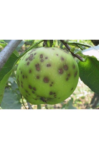 парша яблони